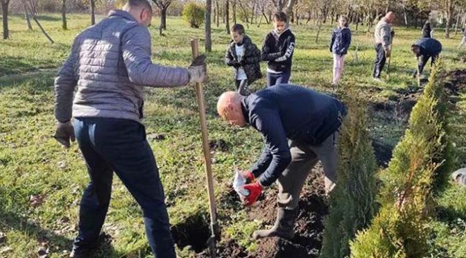 Zasađeno 40 smaragdnih tuja u parku u Ulici Laze Kostića